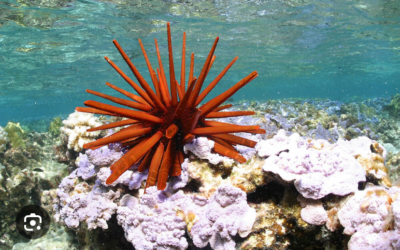 Voyage en Polynésie française